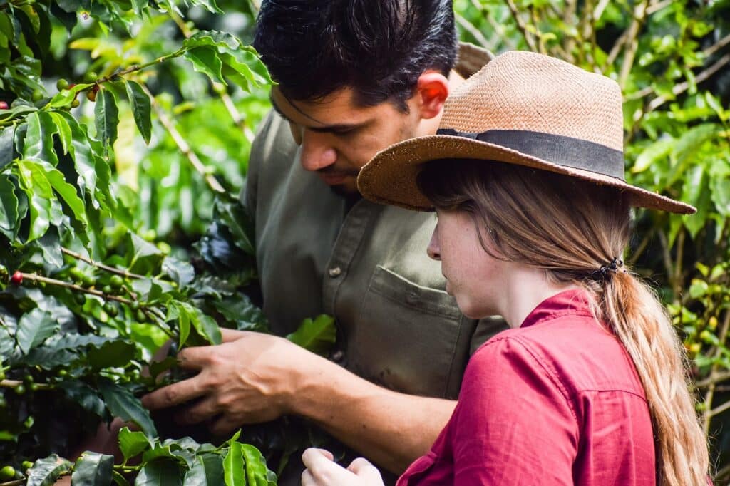 Coffee farmers inspecting ripe coffee cherries on a bush.