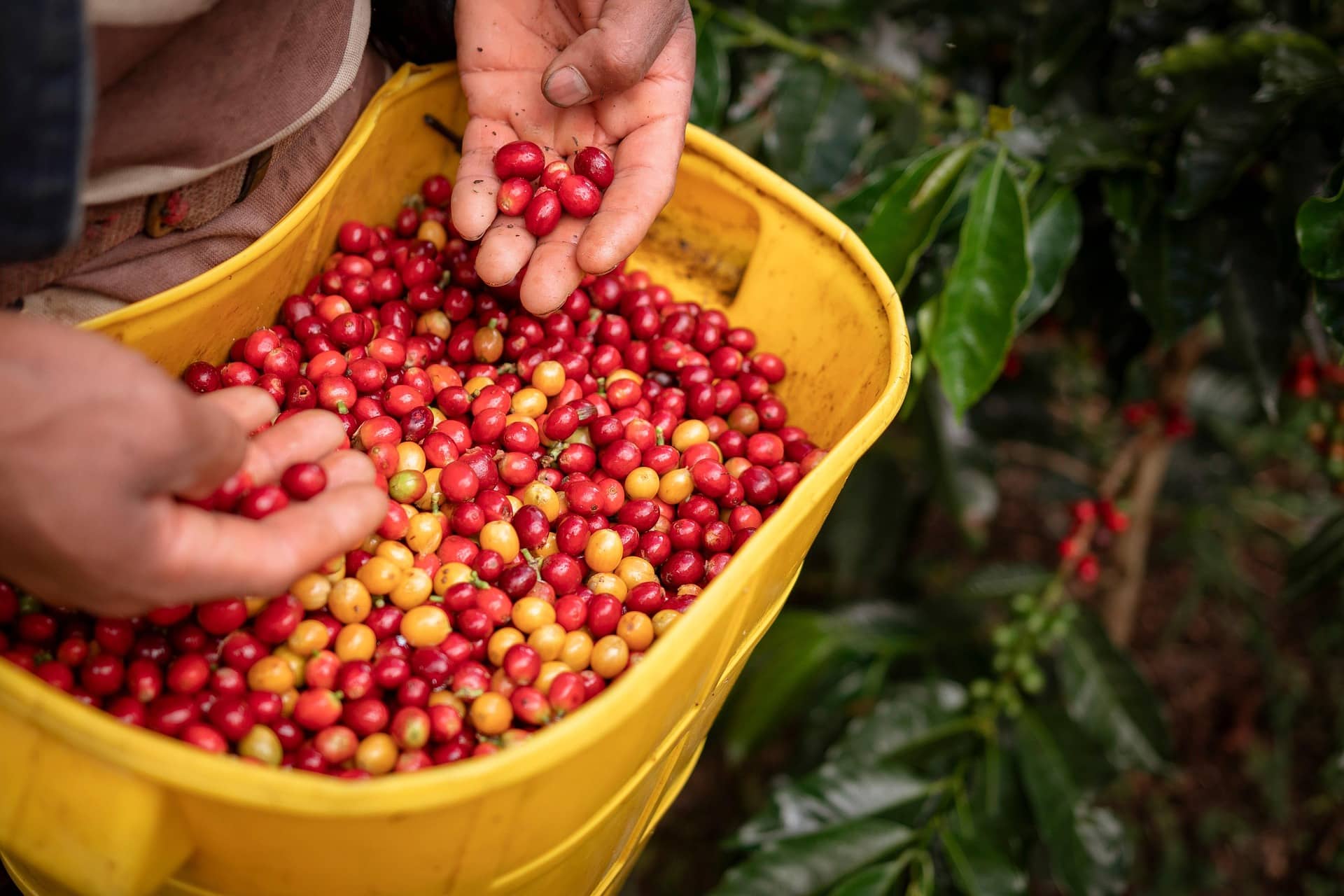 Hands holding ripe red and yellow coffee cherries over a full yellow harvesting basket during a farm harvest.