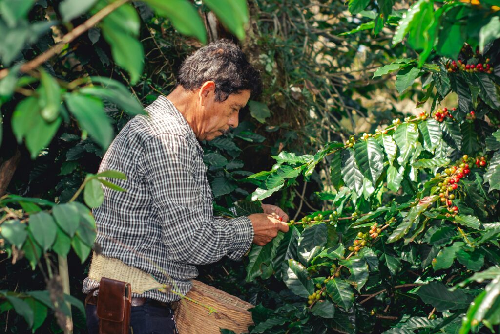 Coffee farmer inspecting coffee cherries.